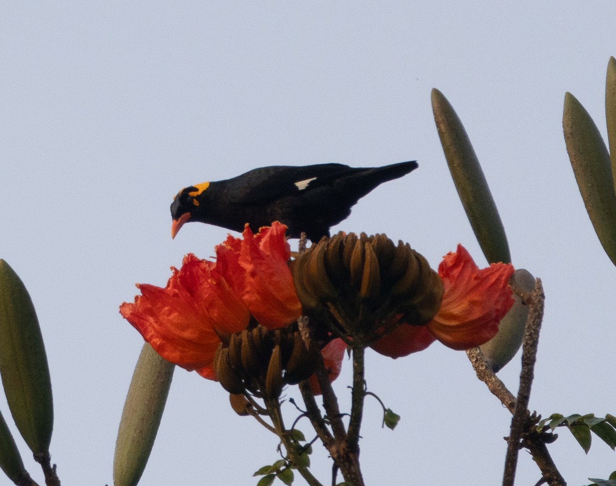 Southern Hill Myna - ML646109185
