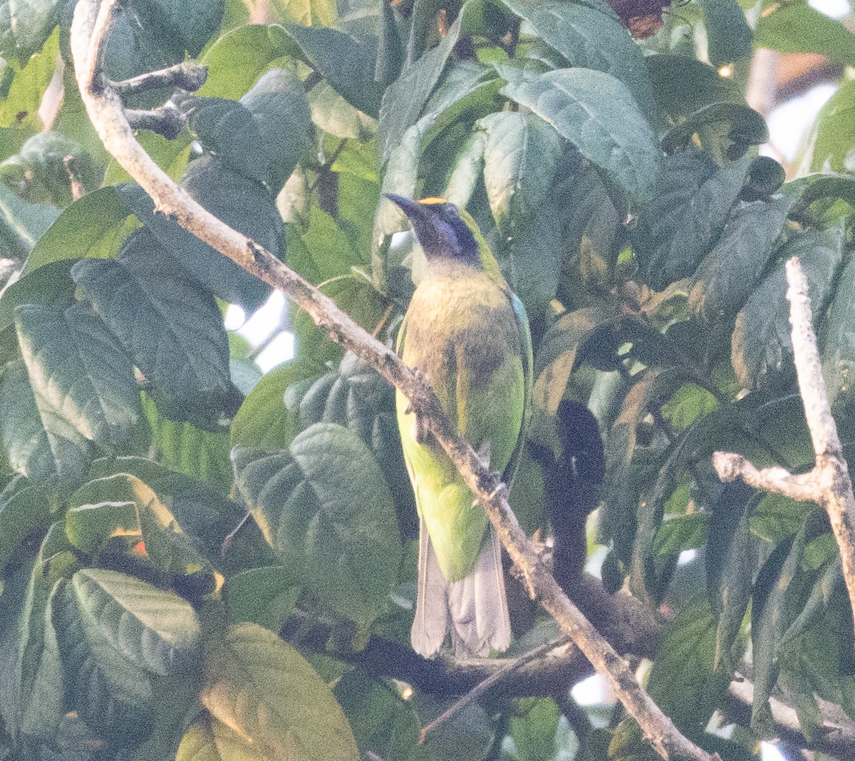 Золотолобая листовка - ML646109192