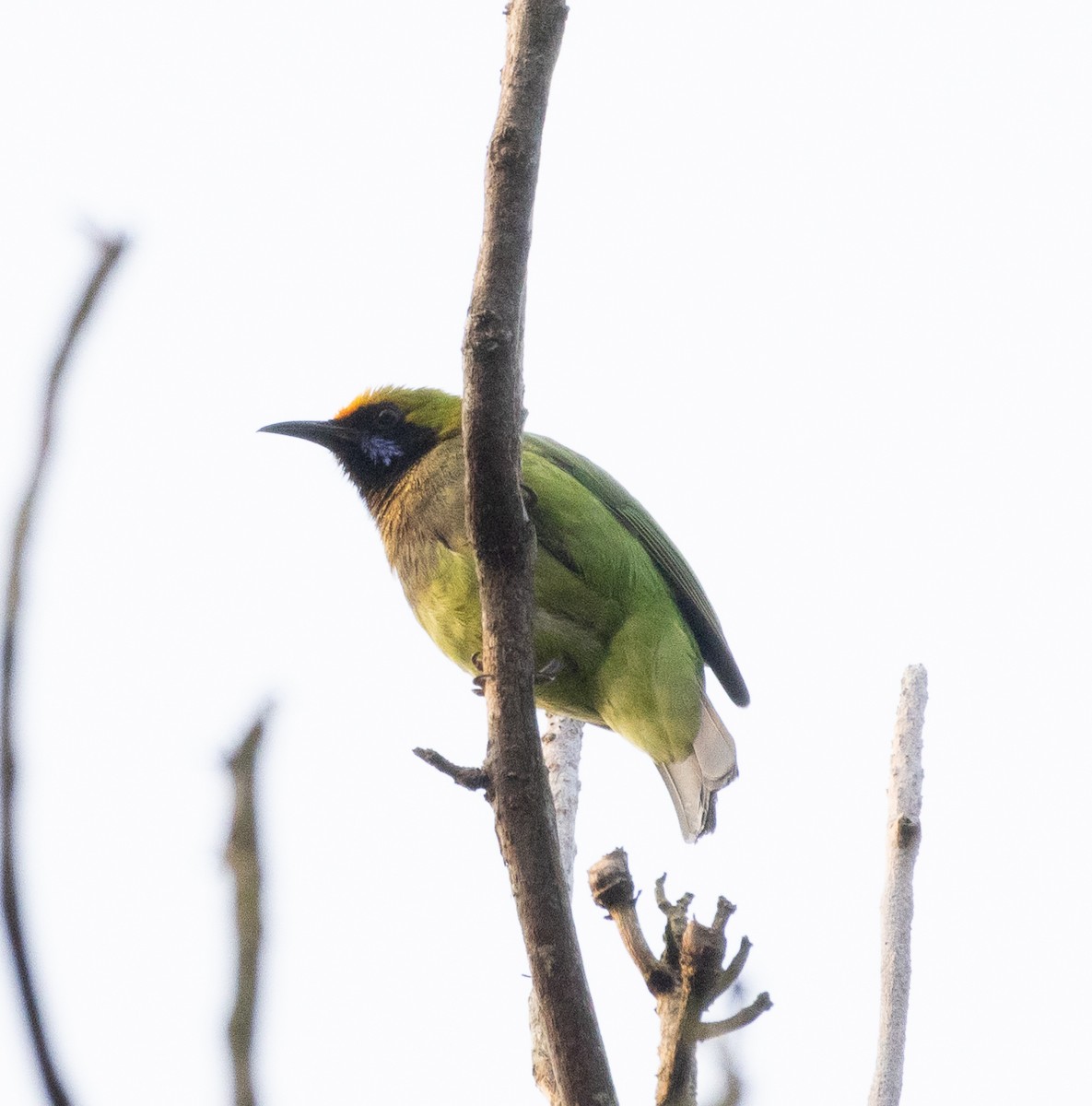 Золотолобая листовка - ML646109195