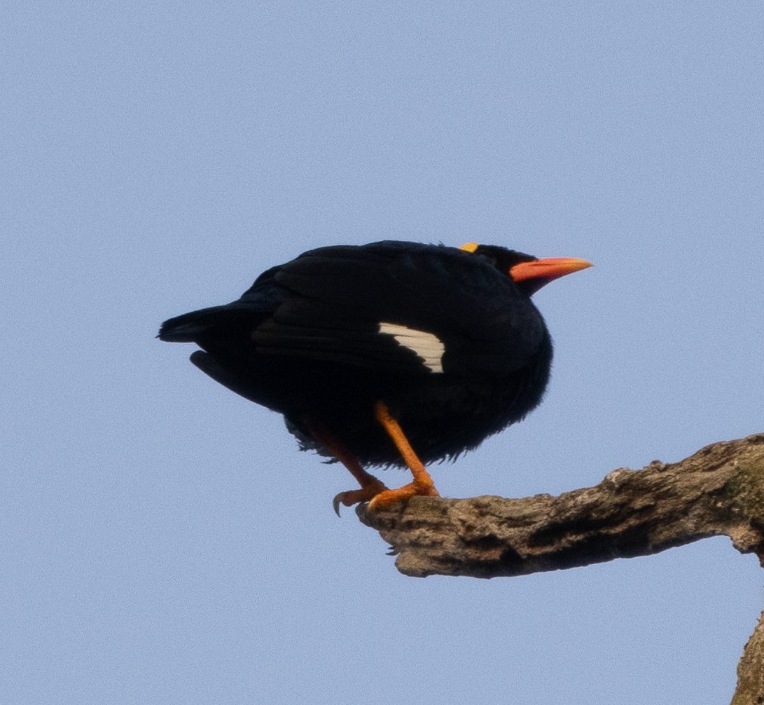 Southern Hill Myna - ML646109201