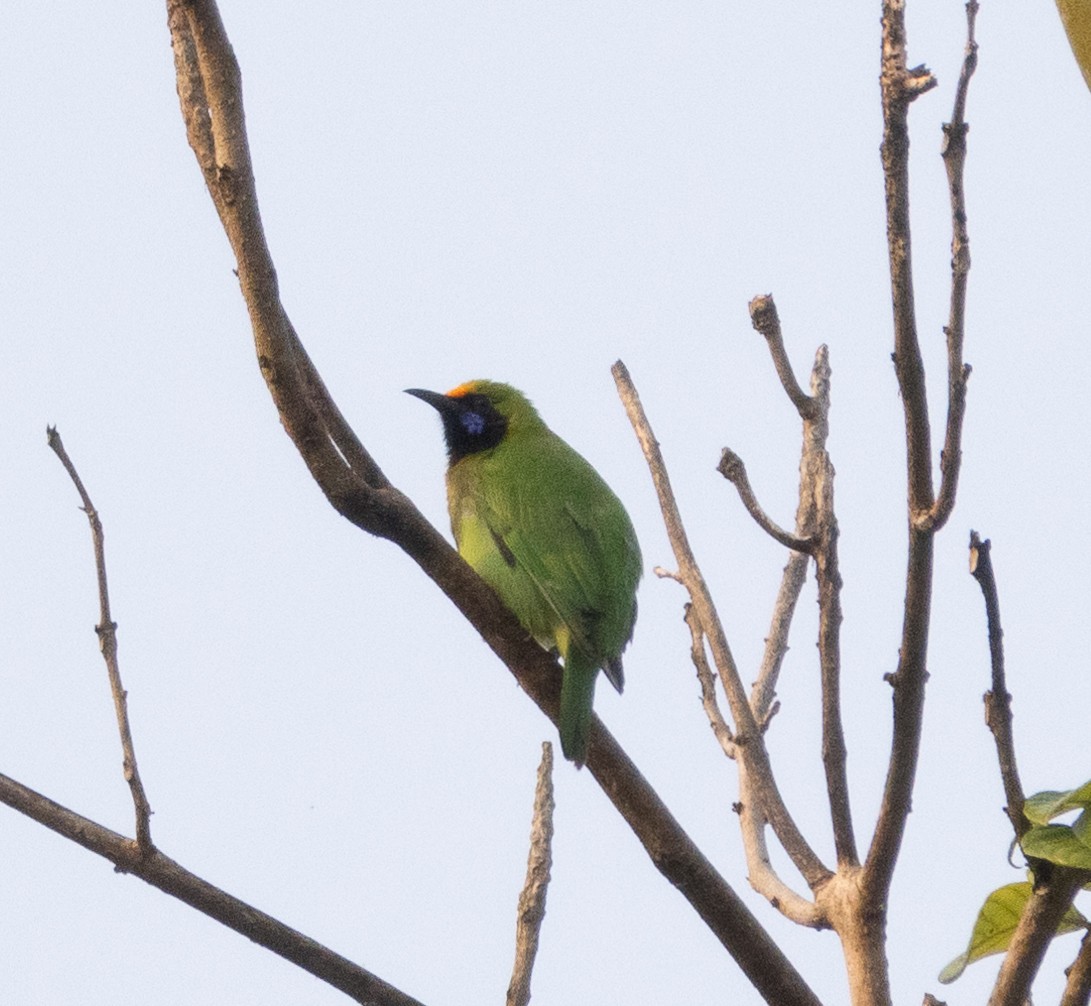 Золотолобая листовка - ML646109203