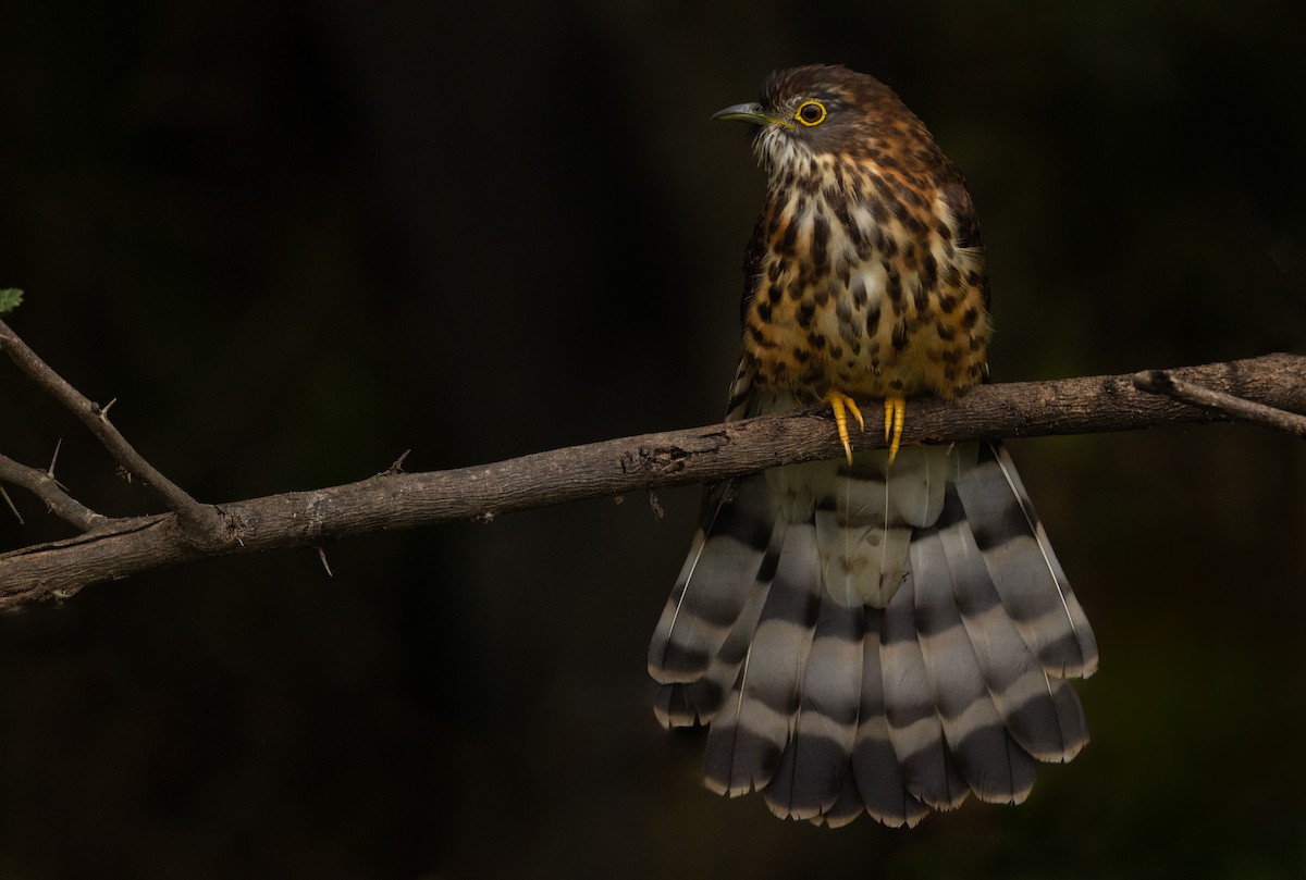 Large Hawk-Cuckoo - ML646109204