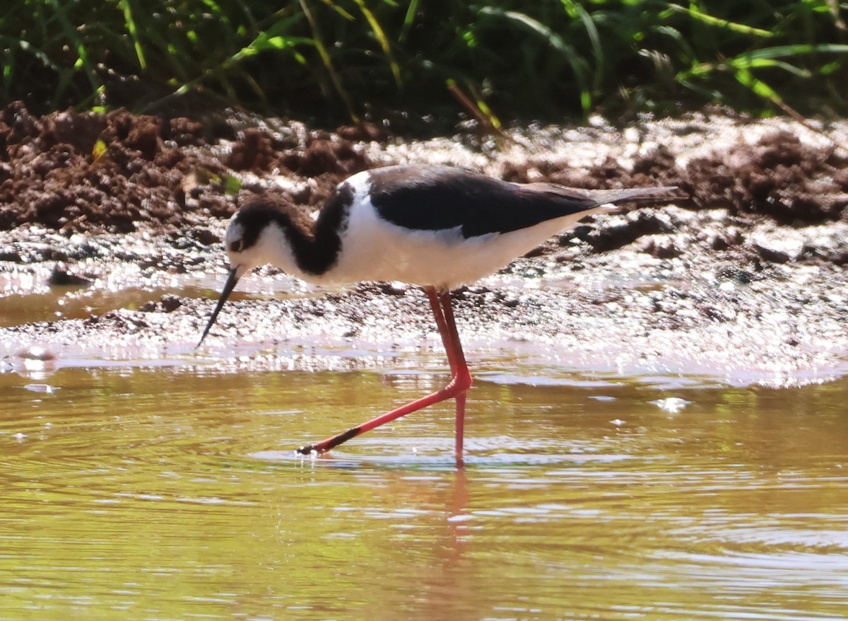 Black-necked Stilt (White-backed) - ML646109205