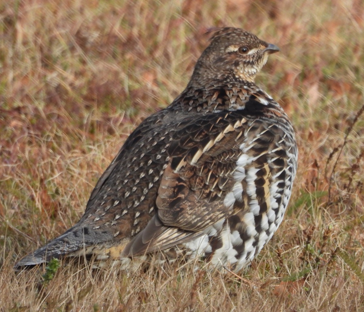 jeřábek kanadský - ML646109207