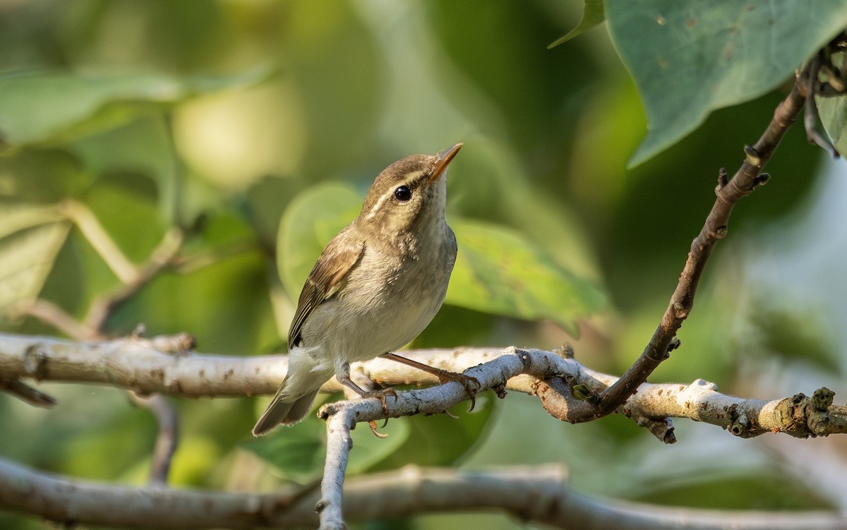 極北柳鶯 - ML646109208