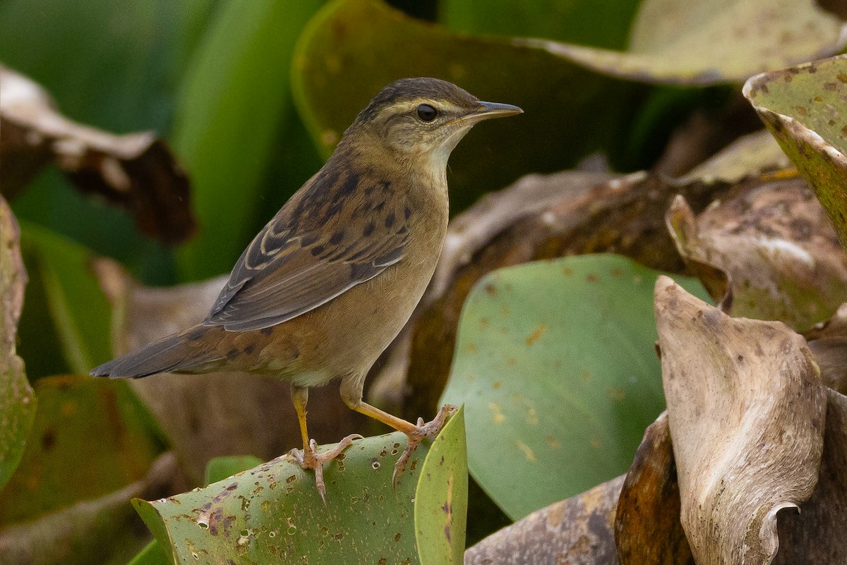 Pallas's Grasshopper Warbler - ML646109211