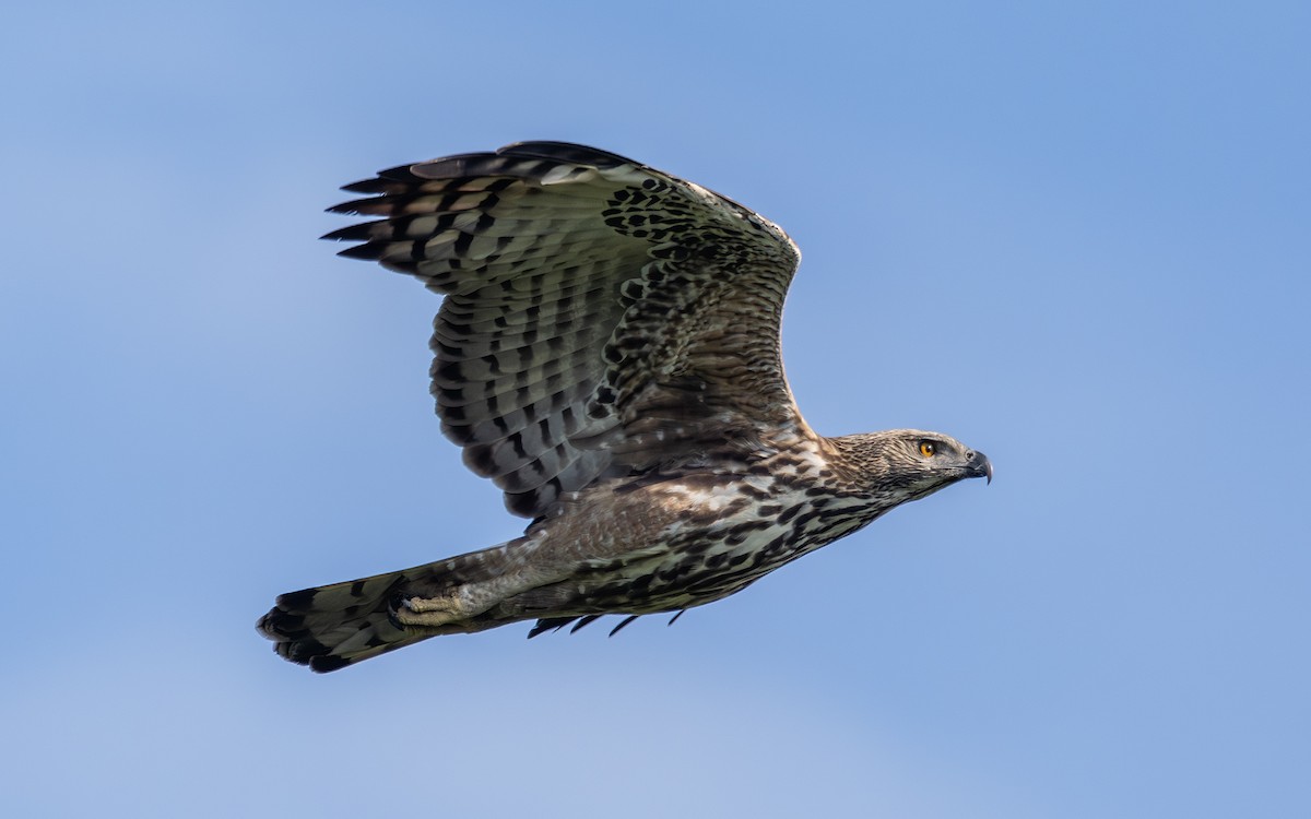 Changeable Hawk-Eagle (Changeable) - ML646109212