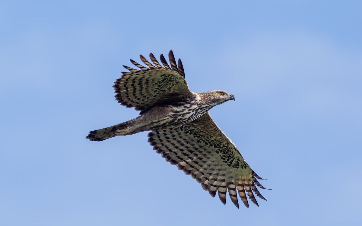 Changeable Hawk-Eagle (Changeable) - ML646109213