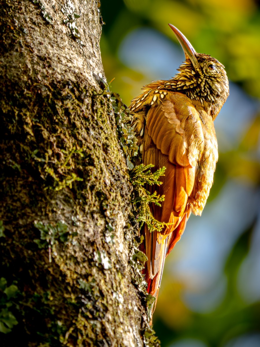 Grimpar montagnard - ML646109231