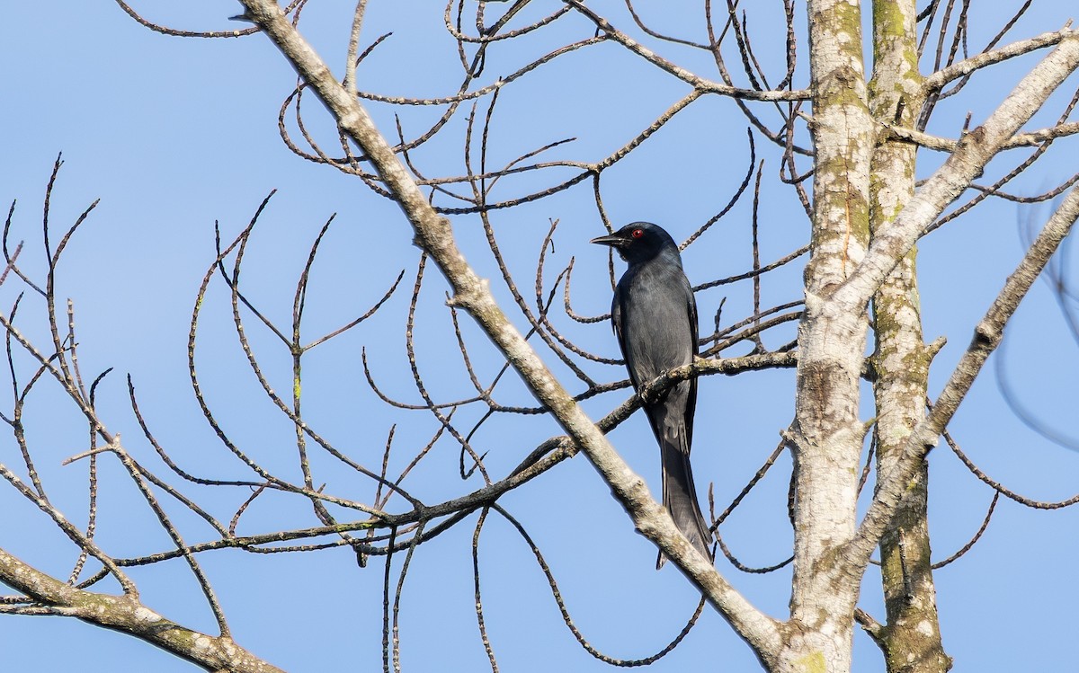 灰卷尾(longicaudatus群) - ML646109237