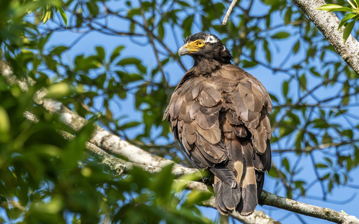 Culebrera Chiíla (grupo cheela) - ML646109243