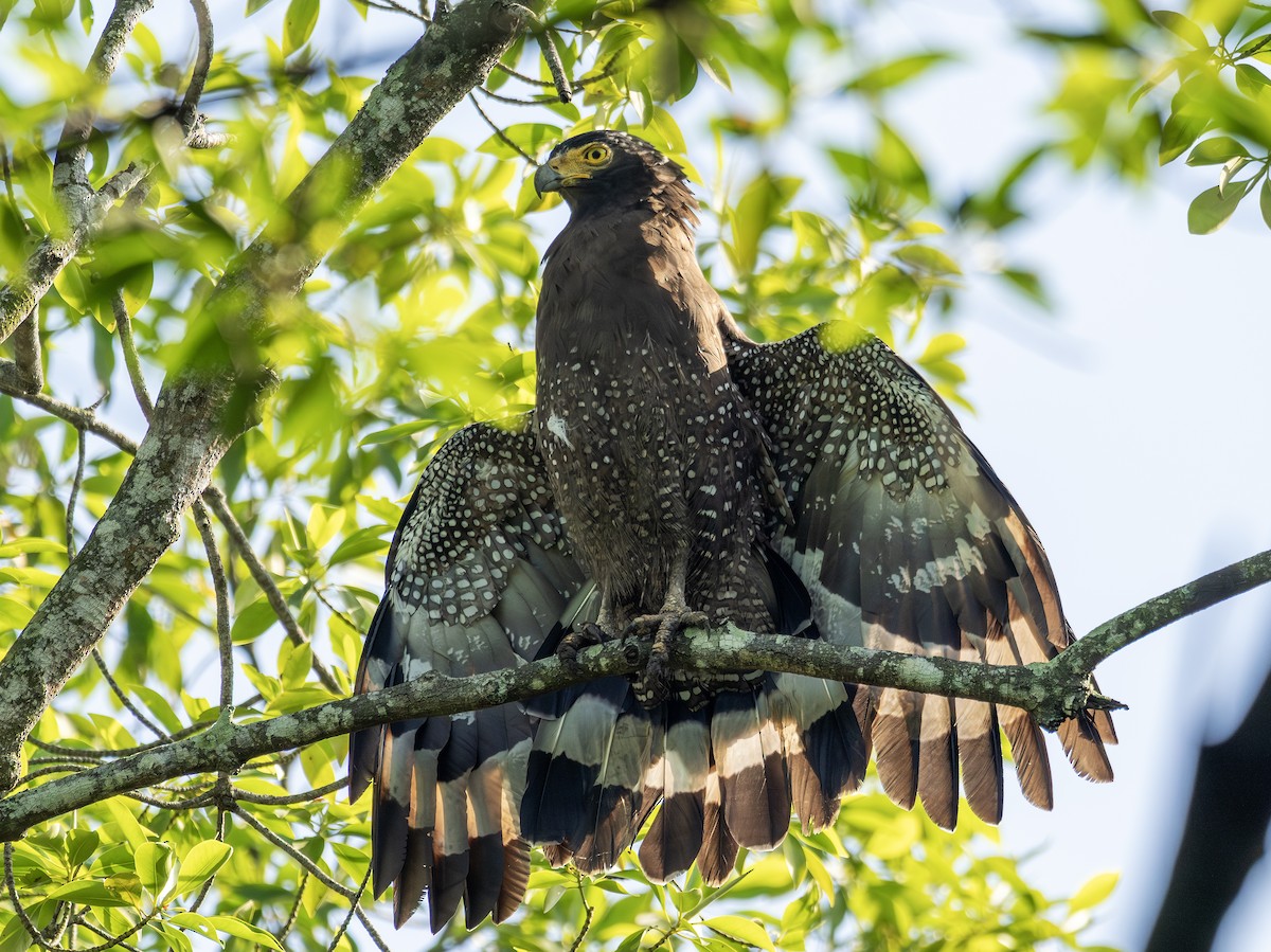 Culebrera Chiíla (grupo cheela) - ML646109244