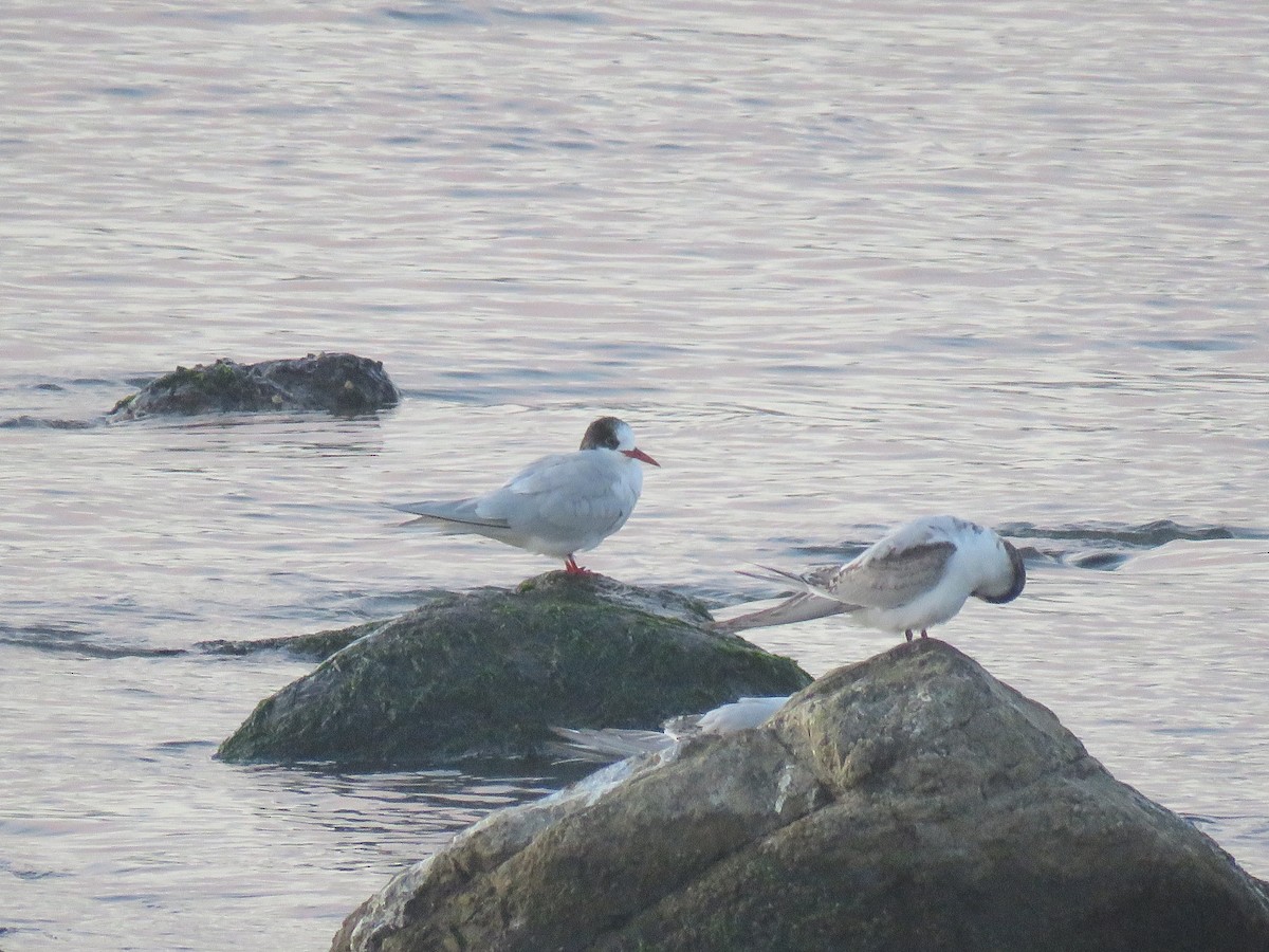 South American Tern - ML646109246