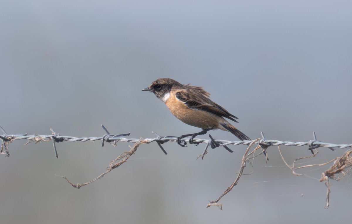 Pallasschwarzkehlchen - ML646109259