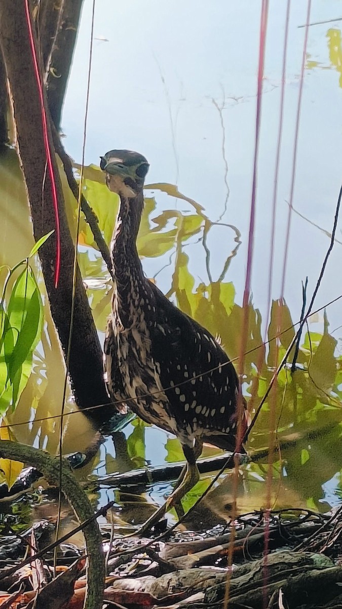 White-eared Night Heron - ML646109275