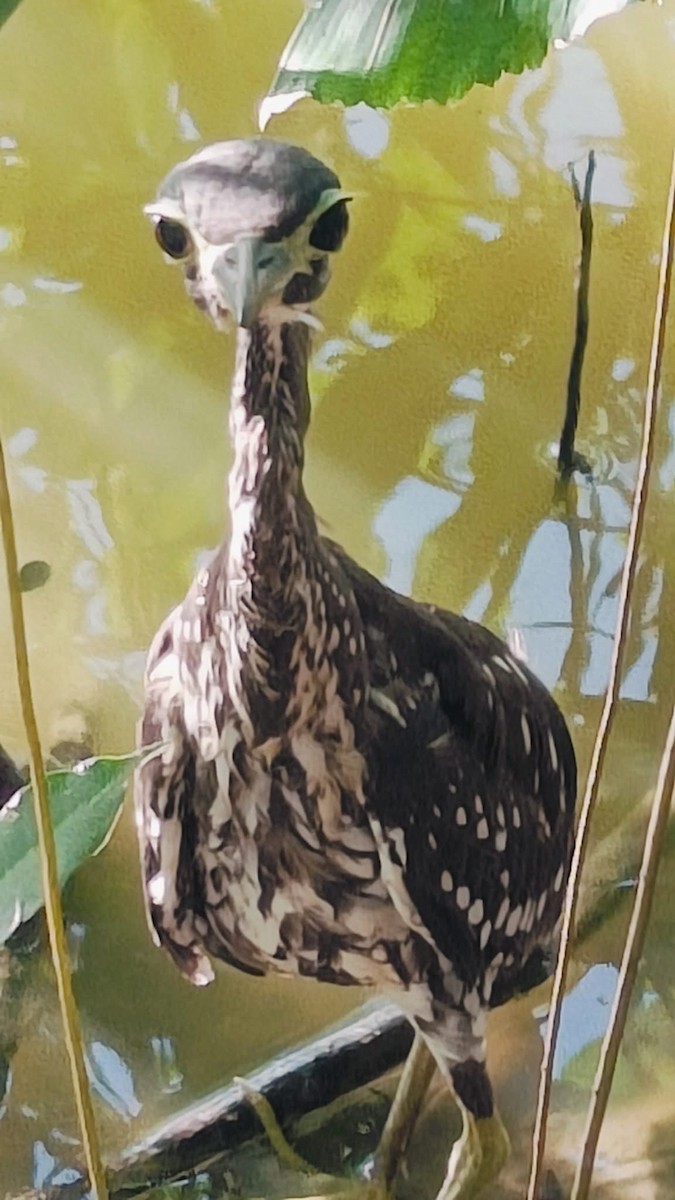 White-eared Night Heron - ML646109276