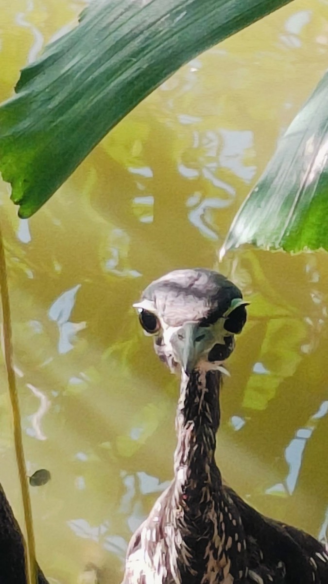 White-eared Night Heron - ML646109277