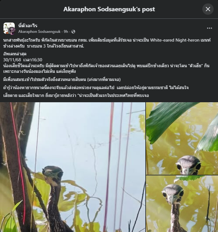 White-eared Night Heron - ML646109278