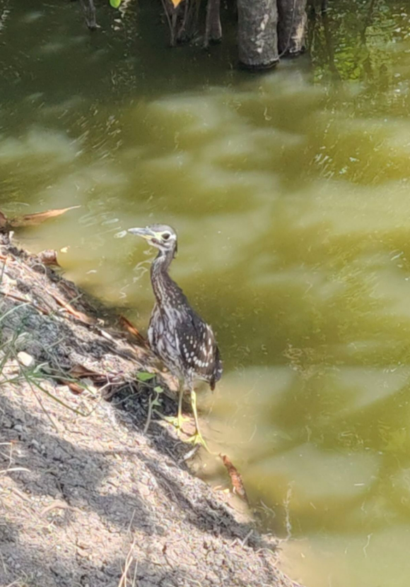 White-eared Night Heron - ML646109279