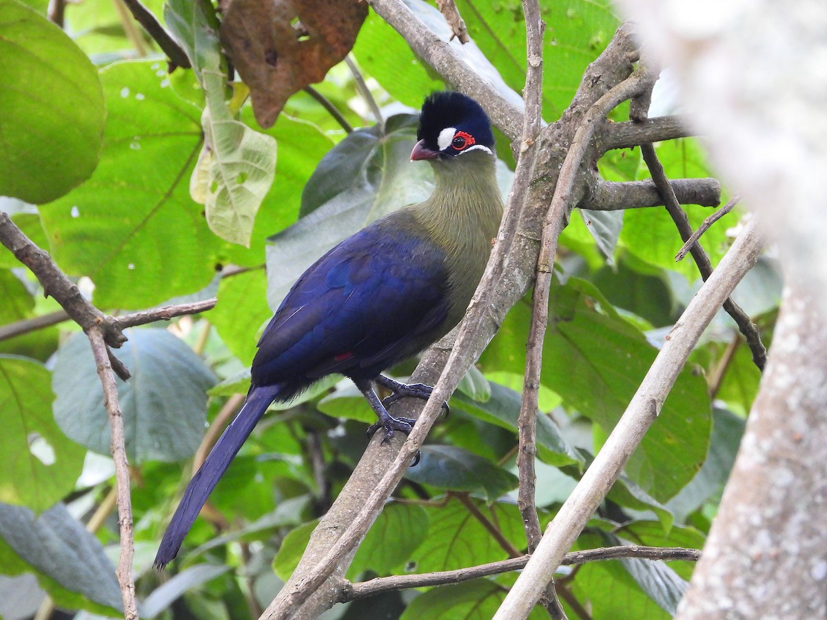 Hartlaub's Turaco - ML646109283