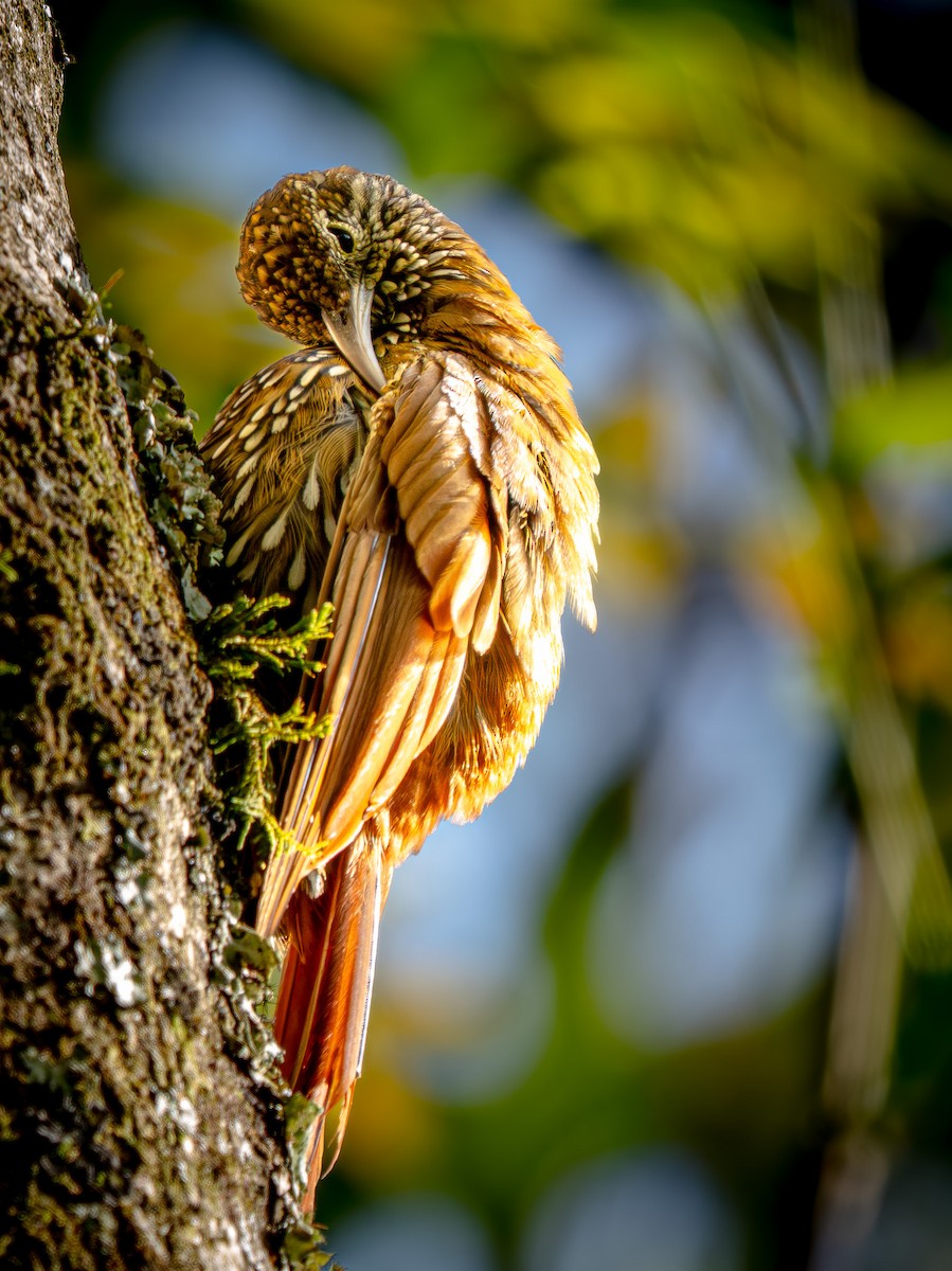 Grimpar montagnard - ML646109287