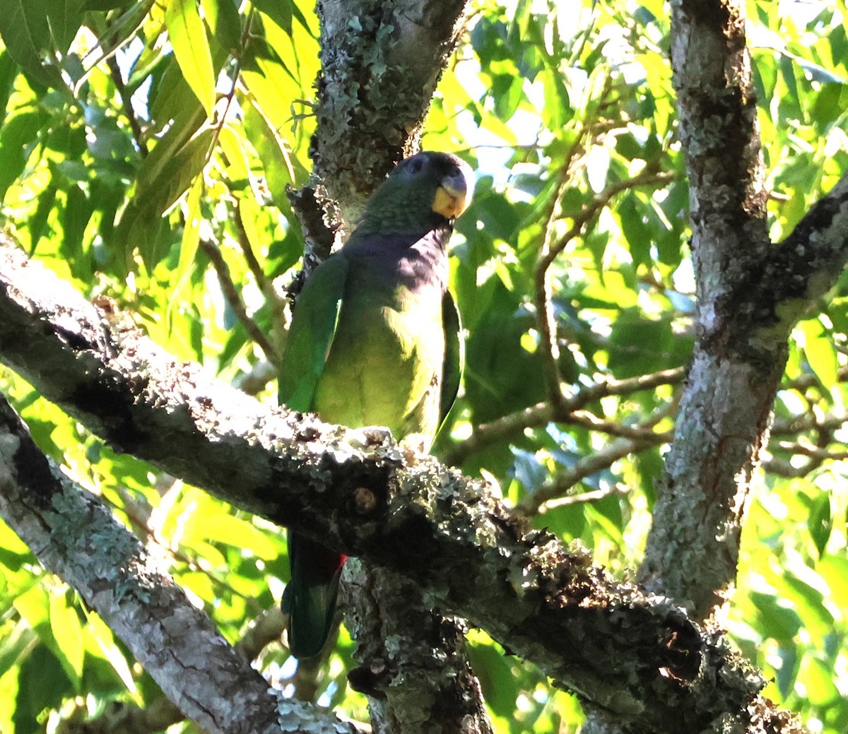 Scaly-headed Parrot - ML646109288