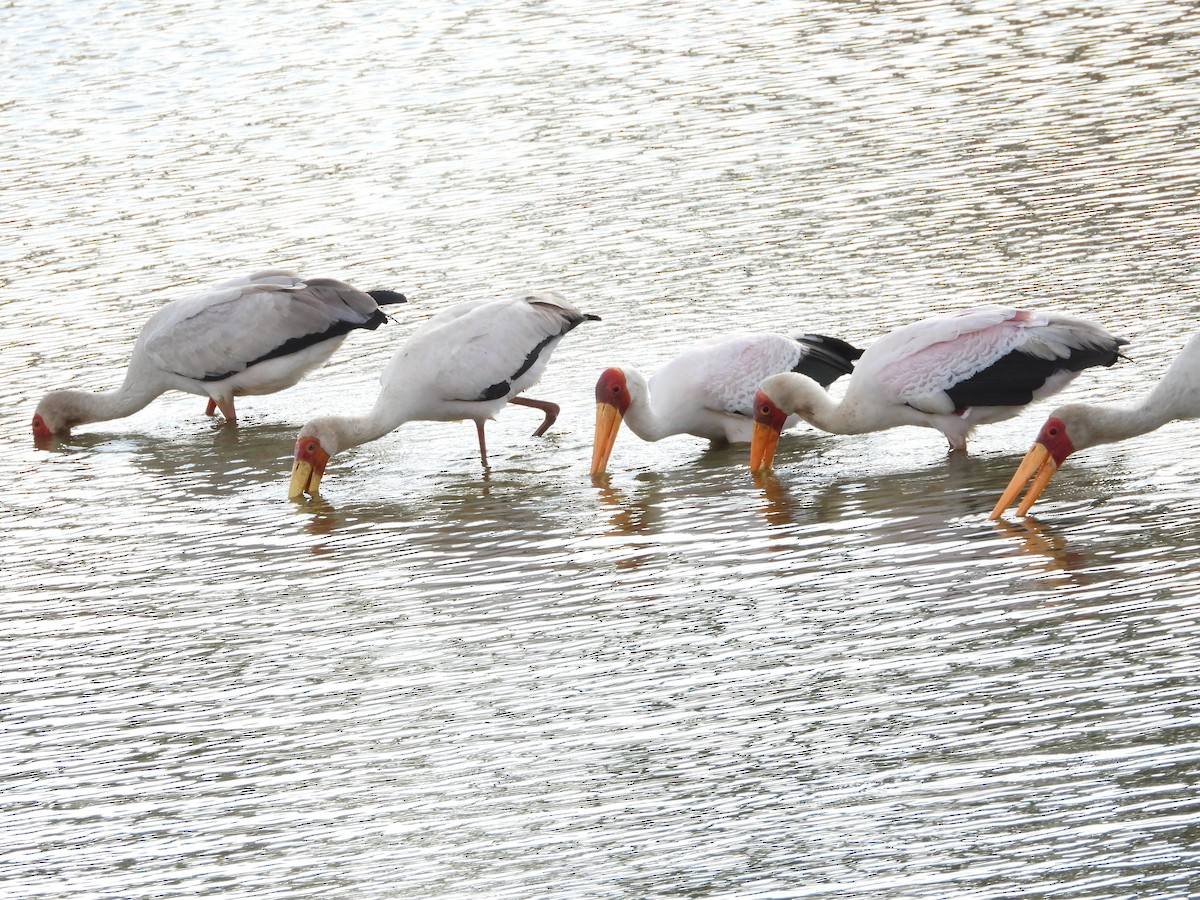 Yellow-billed Stork - ML646109295