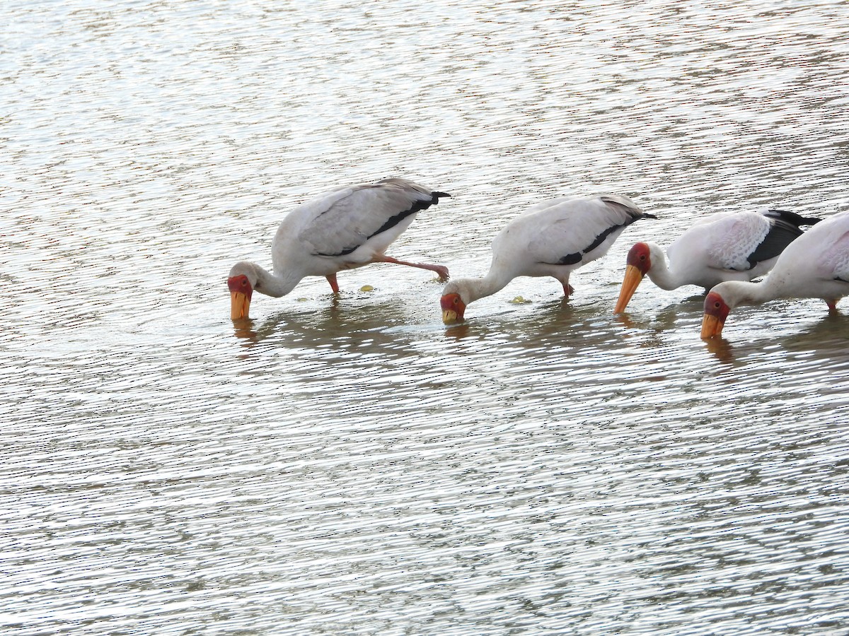 Yellow-billed Stork - ML646109296