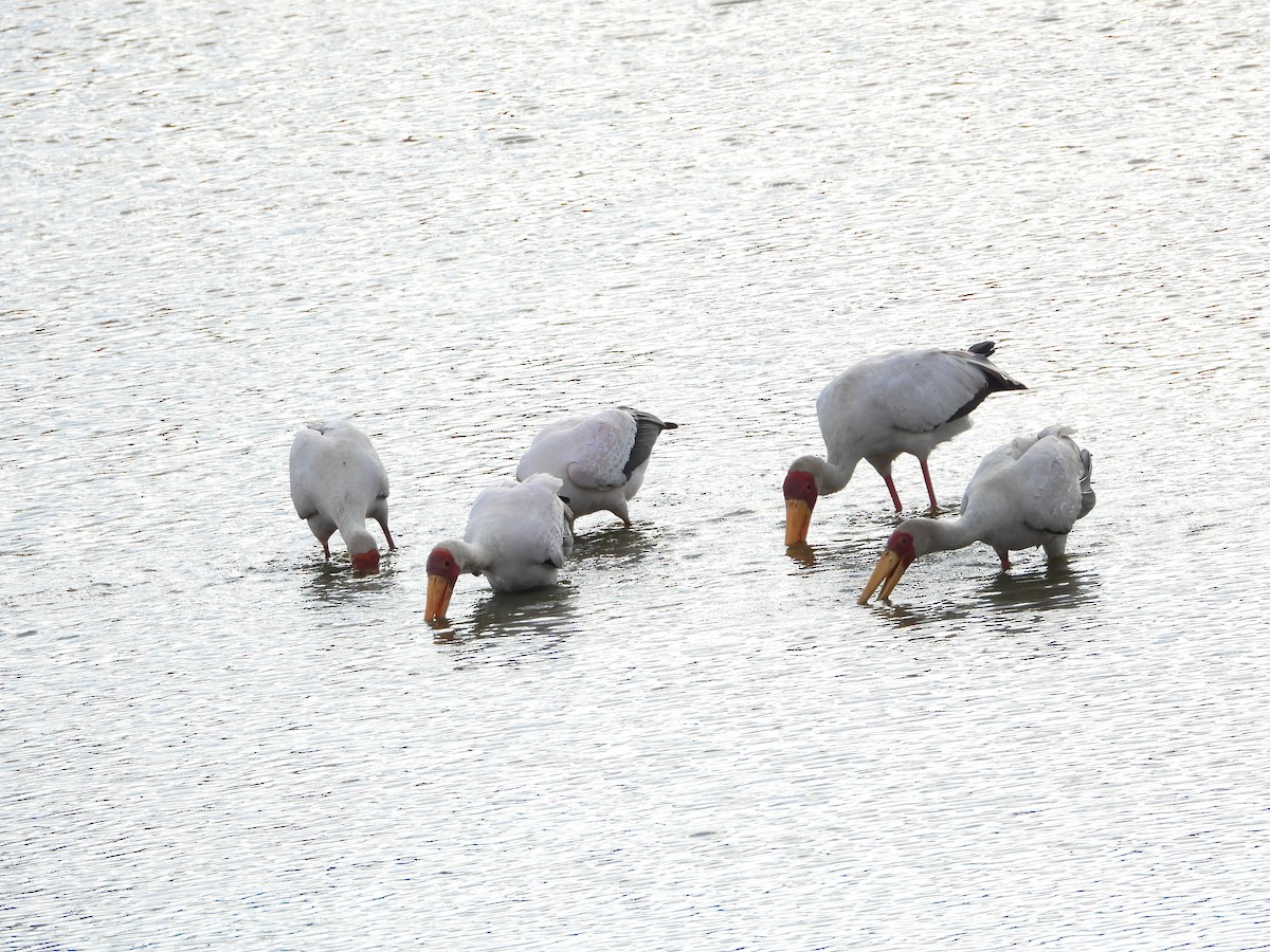 Yellow-billed Stork - ML646109297