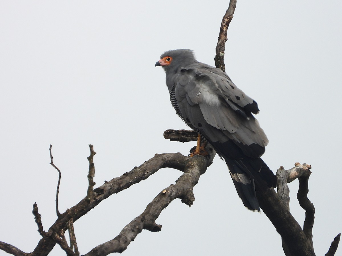 African Harrier-Hawk - ML646109298