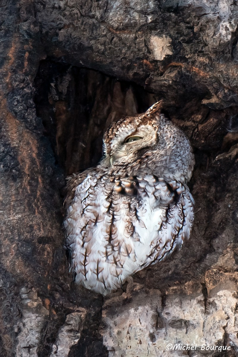 Eastern Screech-Owl - ML646109300