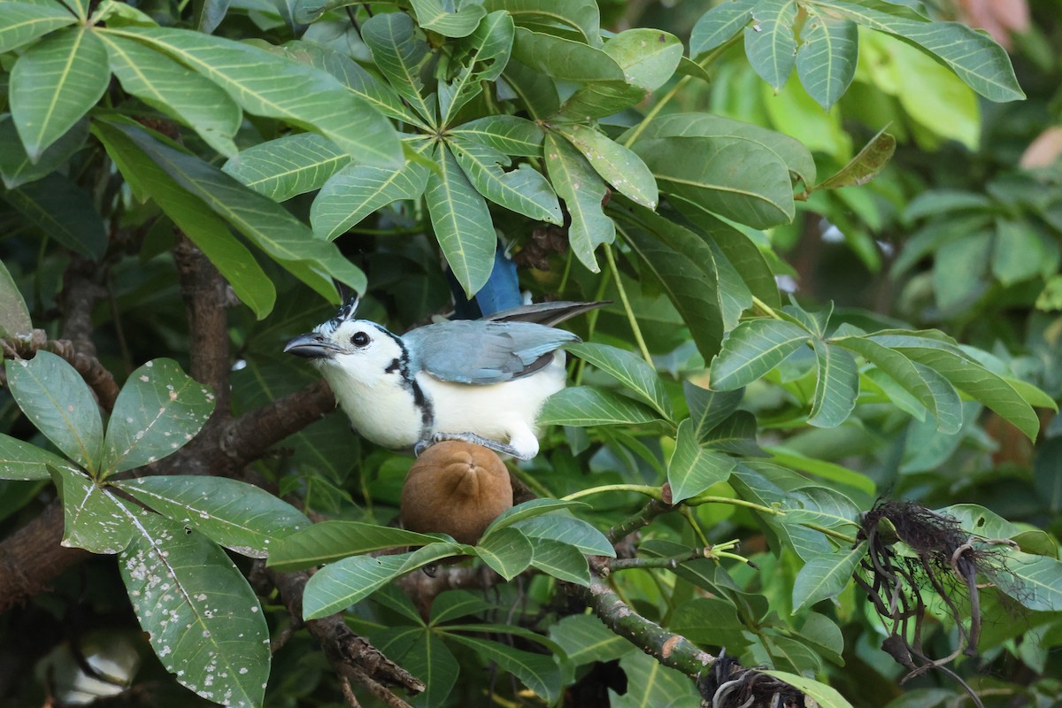 White-throated Magpie-Jay - ML646109302