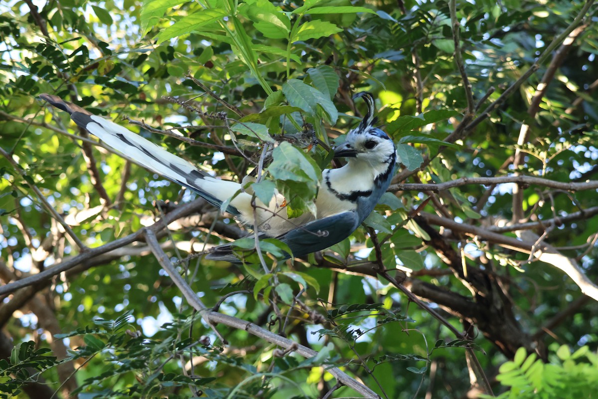White-throated Magpie-Jay - ML646109303