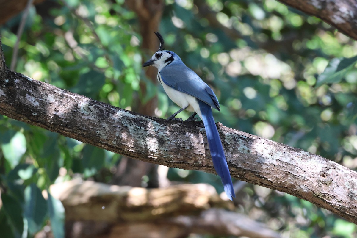 White-throated Magpie-Jay - ML646109304