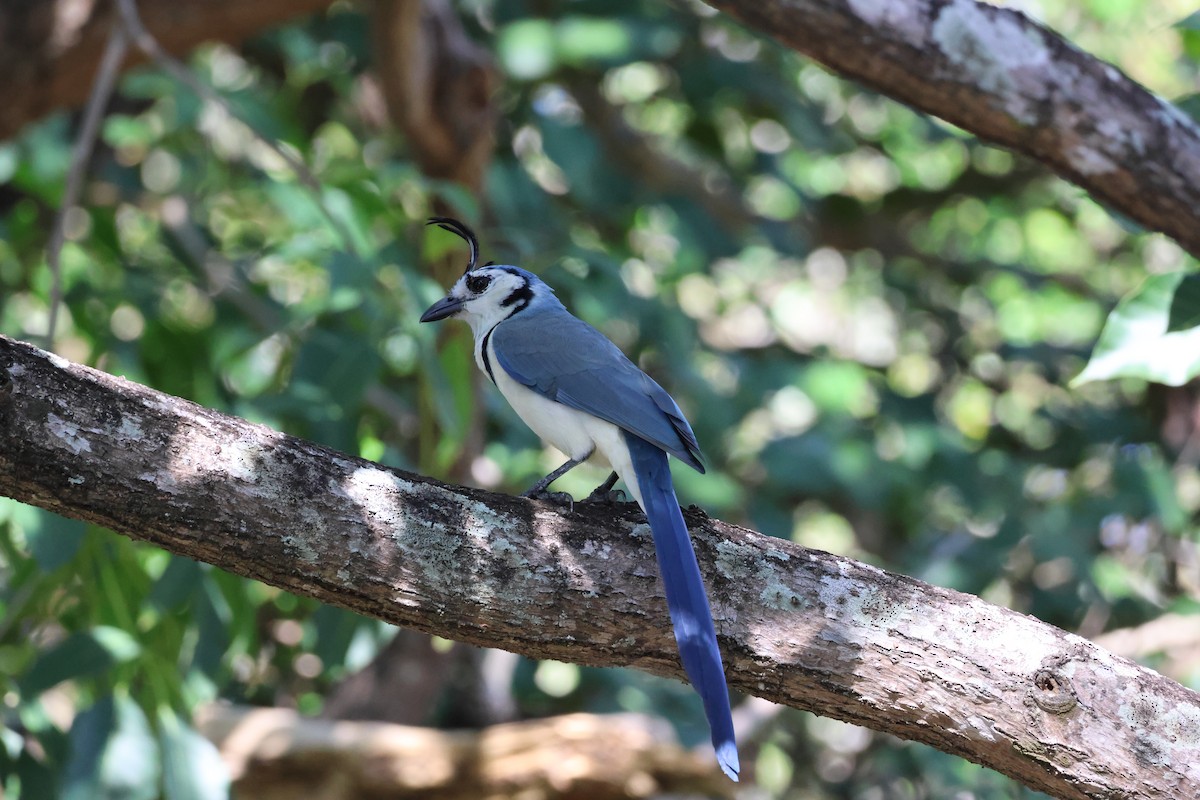 White-throated Magpie-Jay - ML646109305
