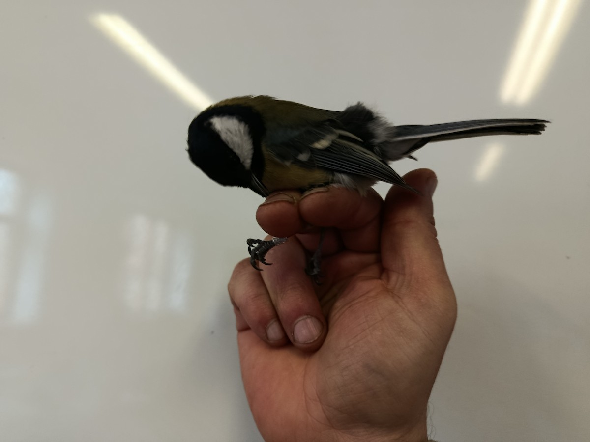 Great Tit - ML646109306