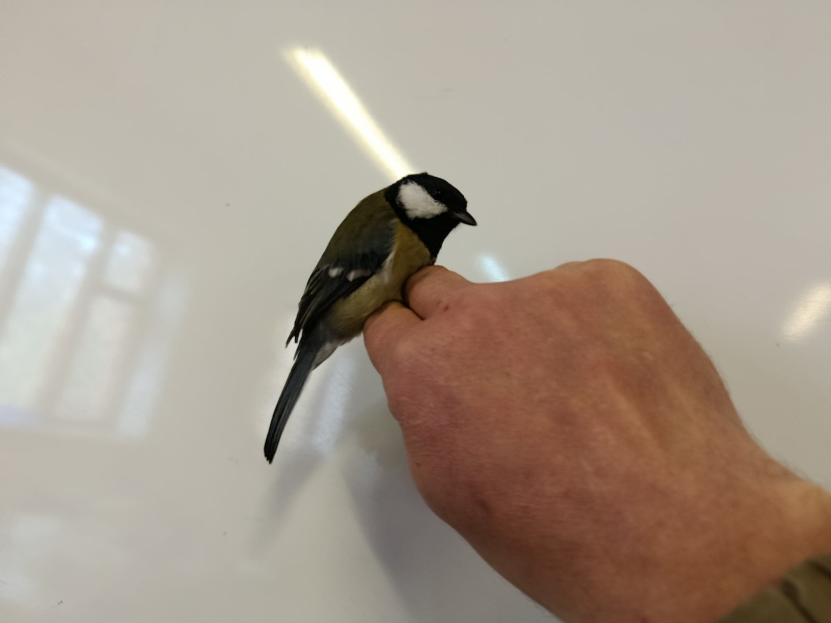 Great Tit - ML646109307