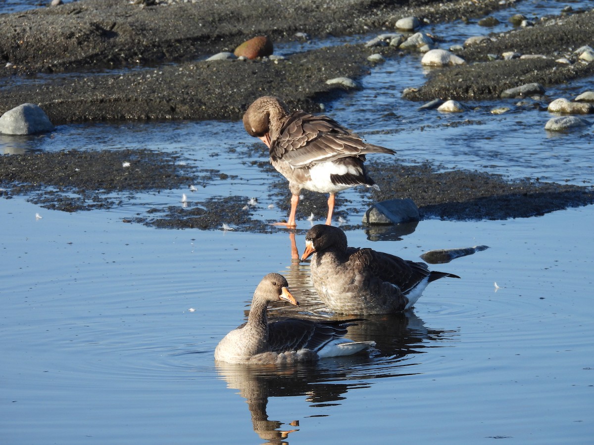 Greater White-fronted Goose - ML646109309