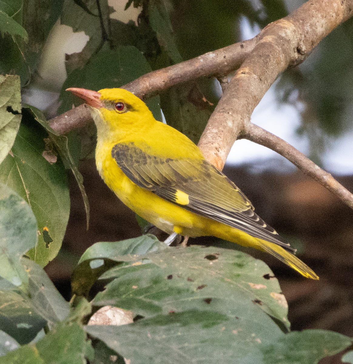 Indian Golden Oriole - ML646109313