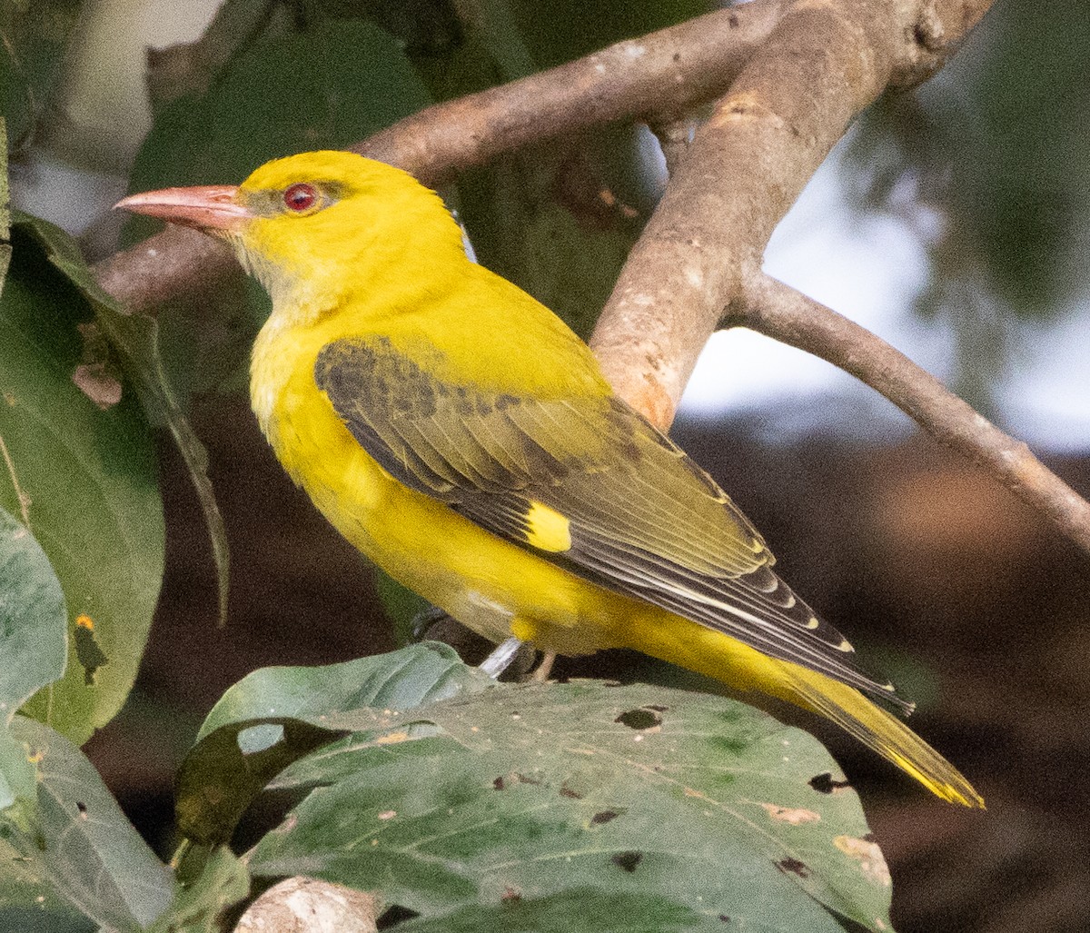 Indian Golden Oriole - ML646109322