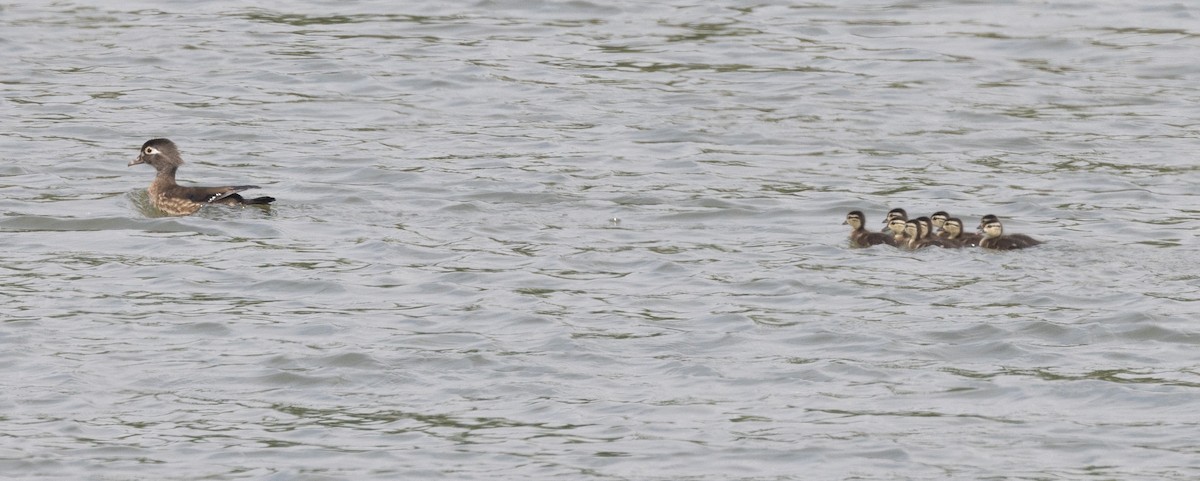 Wood Duck - ML646109324