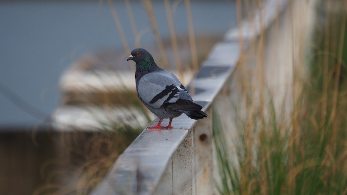 יונת בית - ML646109325