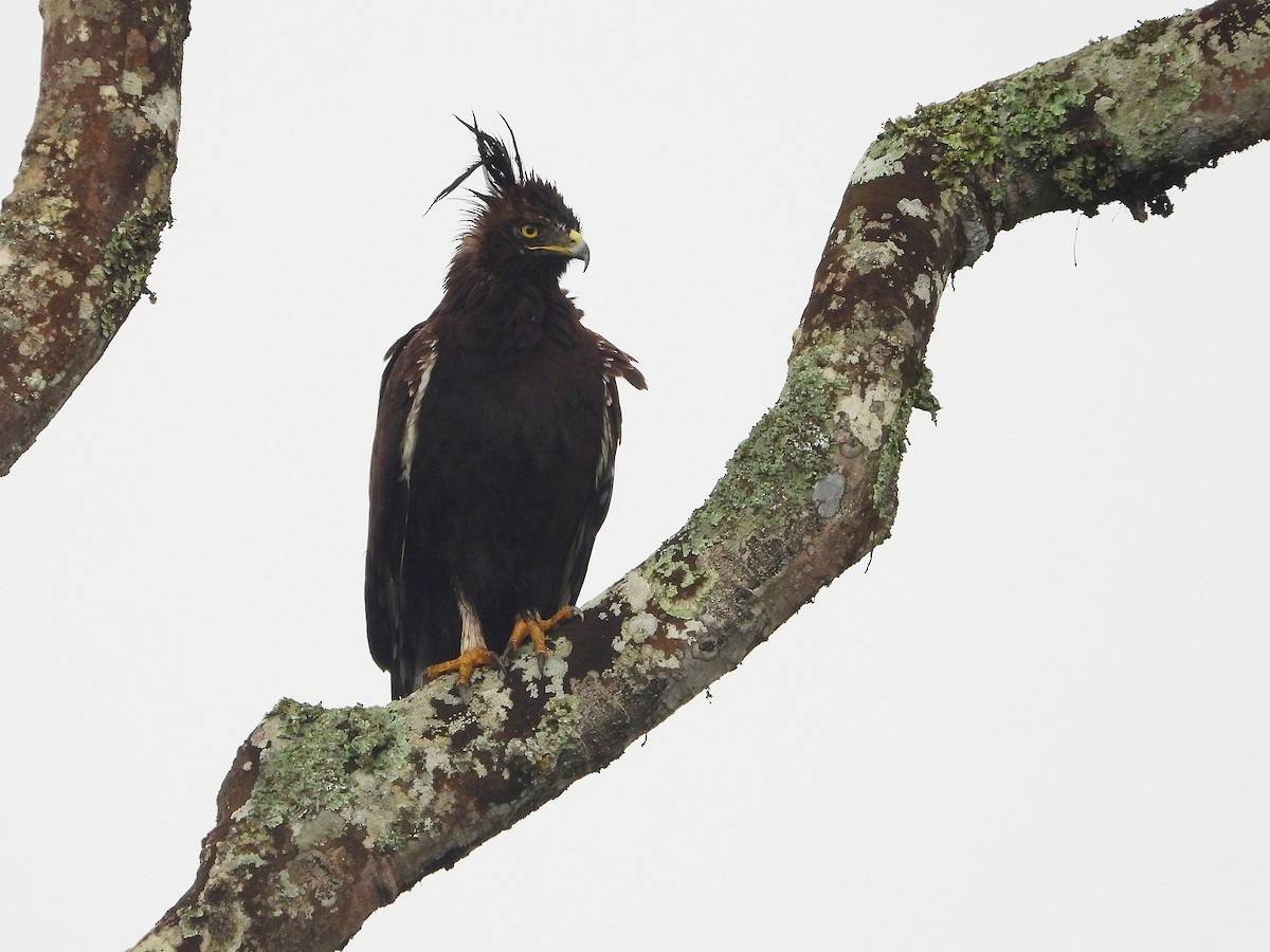Long-crested Eagle - ML646109327