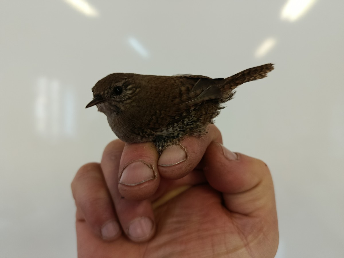 Eurasian Wren - ML646109328