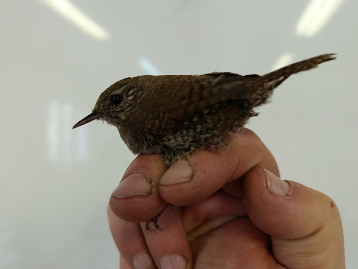 Eurasian Wren - ML646109329
