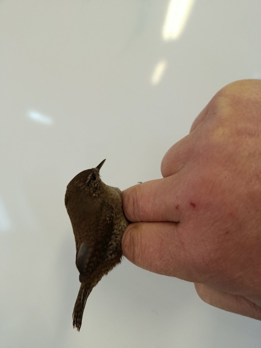 Eurasian Wren - ML646109330