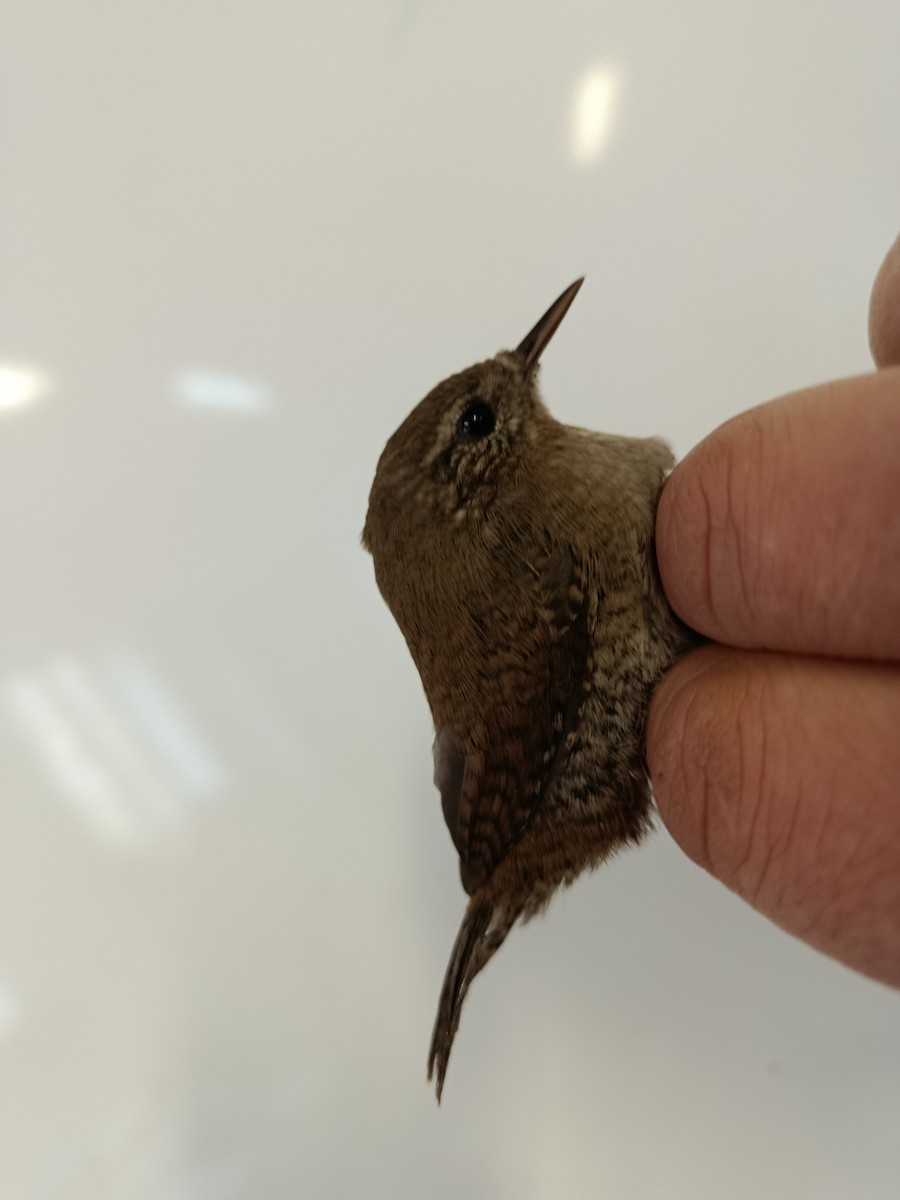 Eurasian Wren - ML646109331