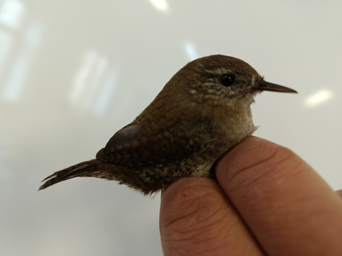 Eurasian Wren - ML646109332