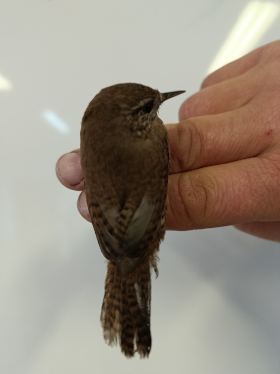 Eurasian Wren - ML646109333