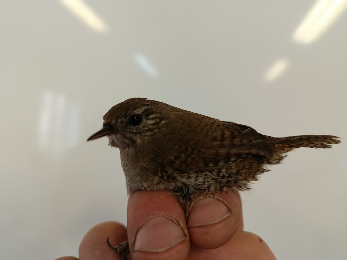 Eurasian Wren - ML646109334